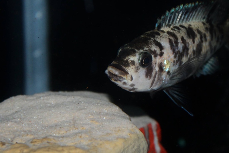 Genyochromis mento 'Lutara Reef (Cove Mountain)'